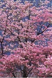 超过一半的《博德之门3》玩家与影心发生了浪漫关系